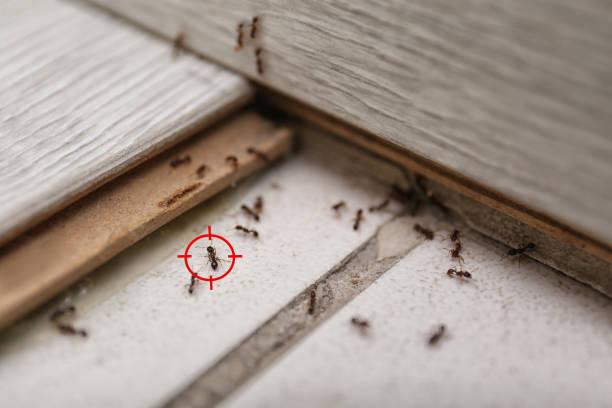 Best Best Pest Control Companies  in Wanamassa, NJ