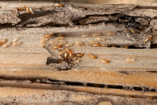 Best Wildlife Control Services  in Wanamassa, NJ